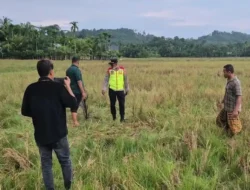 Diduga Tersambar Petir, Seorang Pria di Aceh Utara Ditemukan Meninggal Dunia di Tengah Sawah